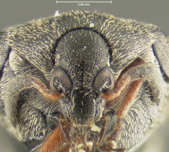 Media type: image;   Entomology 8195 Aspect: head frontal view